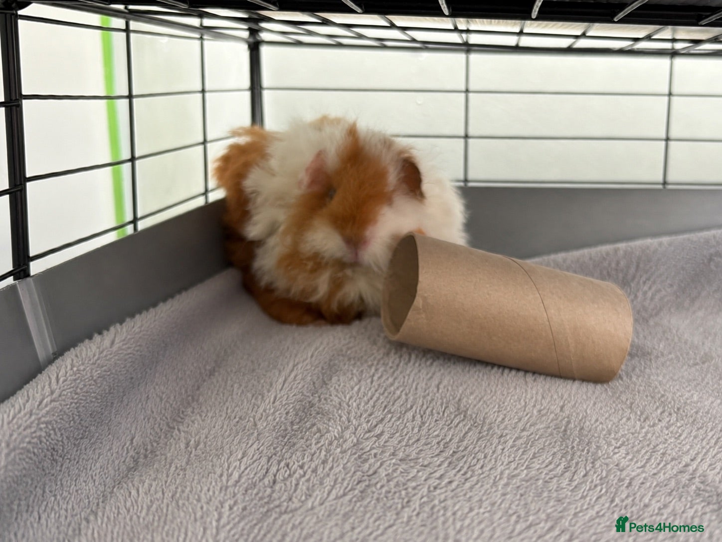 Guinea Pig rodents Two male guinea pigs  - Advert 2