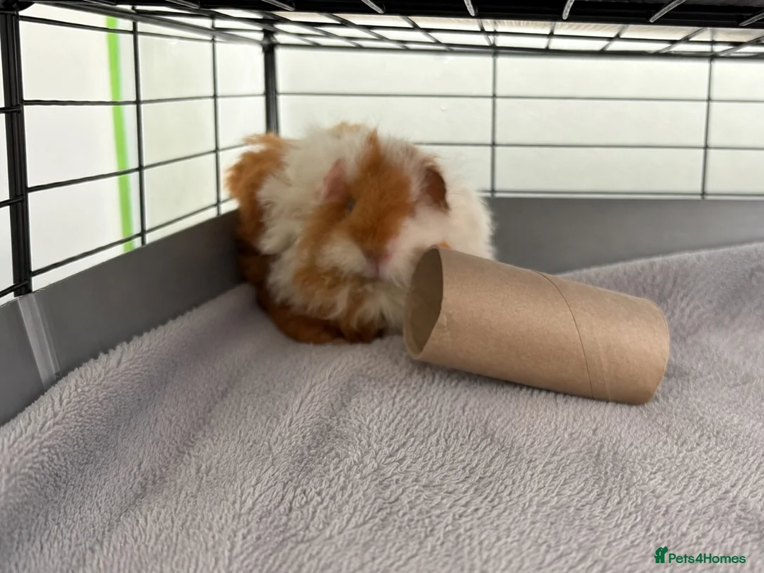 Guinea Pig rodents for sale: Two male guinea pigs  - Advert 2
