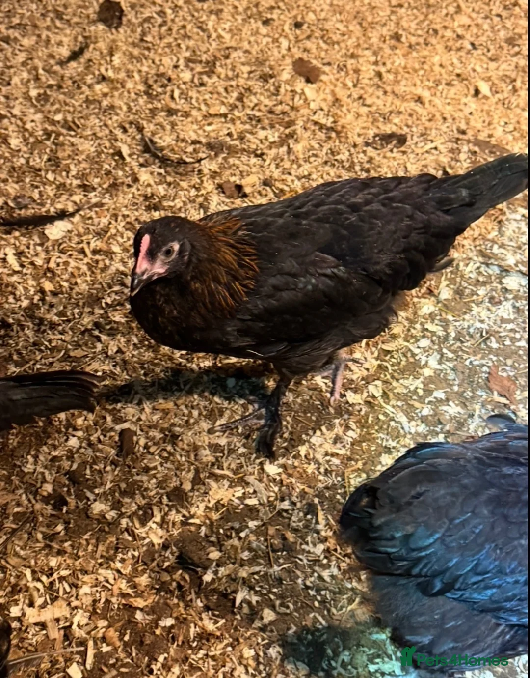Chickens poultry for sale: Black copper Marans - Advert 4