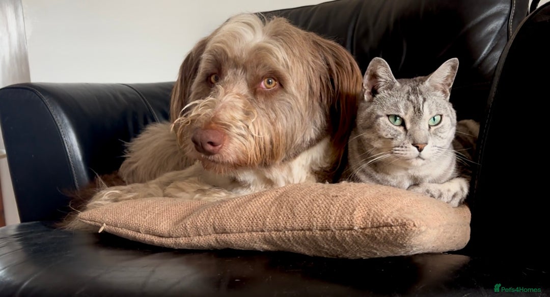 Bearded Collie dogs for sale: Bearded cross x border collie puppies  - Advert 13