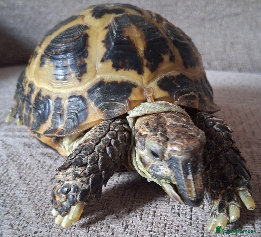 Tortoise reptiles Horsfield (Russian) Tortoise - JOEY - Advert 1