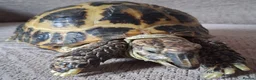 Tortoise reptiles for sale: Horsfield (Russian) Tortoise - JOEY - Advert 1
