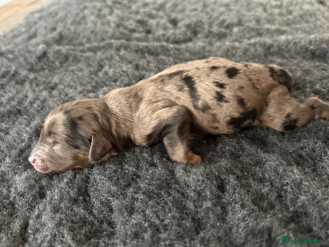 Cavapoochon dogs for sale: Rare Cavapoochons Home Raised PRA clear - Image 6