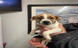 Plummer Terrier dogs for sale: Plummer terrier puppies for sale - Advert 7