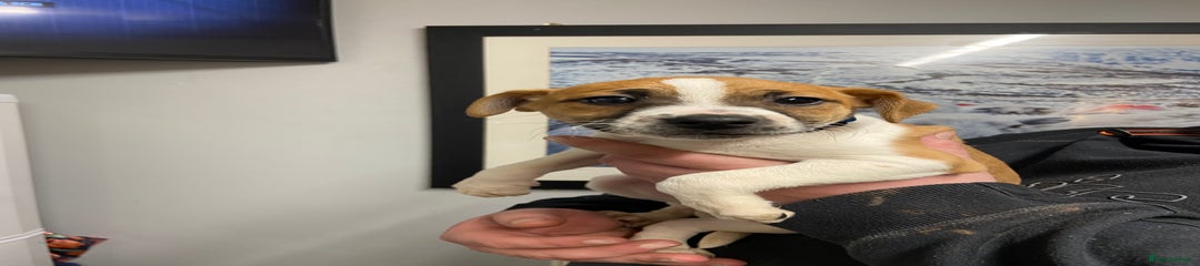 Plummer Terrier Puppy 6