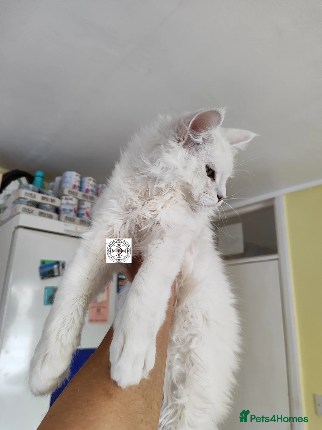 Maine Coon cats for sale: XXL rare colour chinchilla boy ❤️ - Advert 2