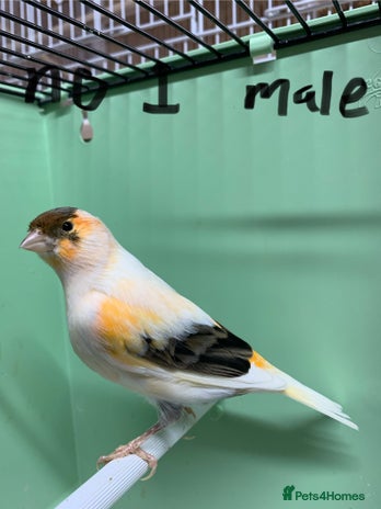 Canaries birds - Advert 5