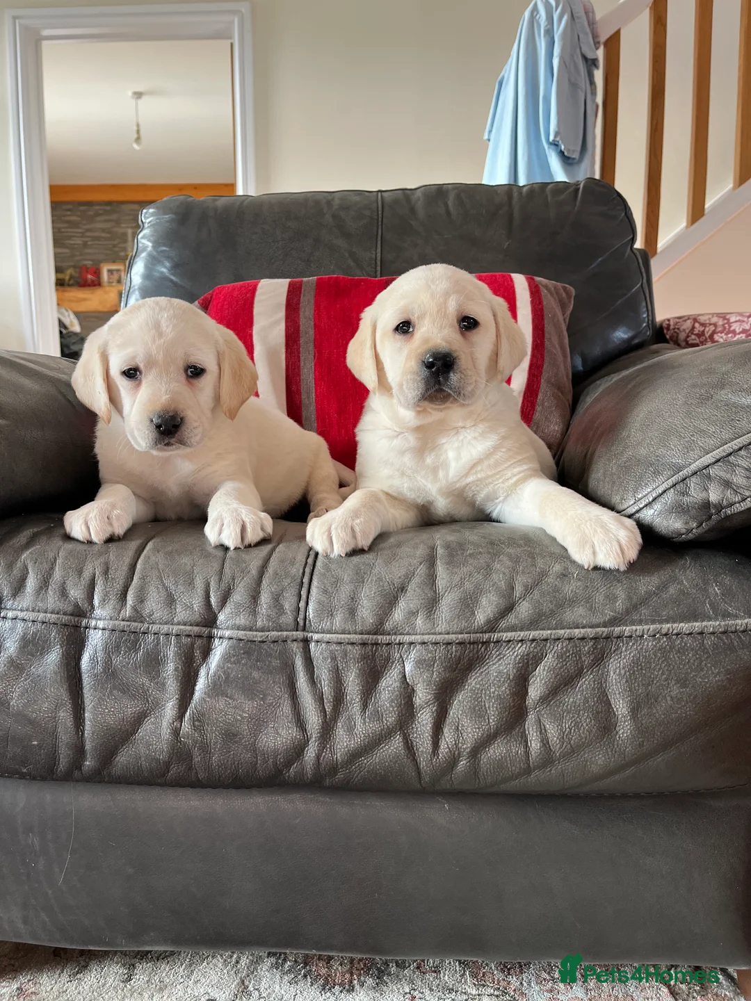 Labrador Retriever dogs for sale: Hip scored fully HEALTH TESTED 0 co-eff chunky 🐶  - Advert 3