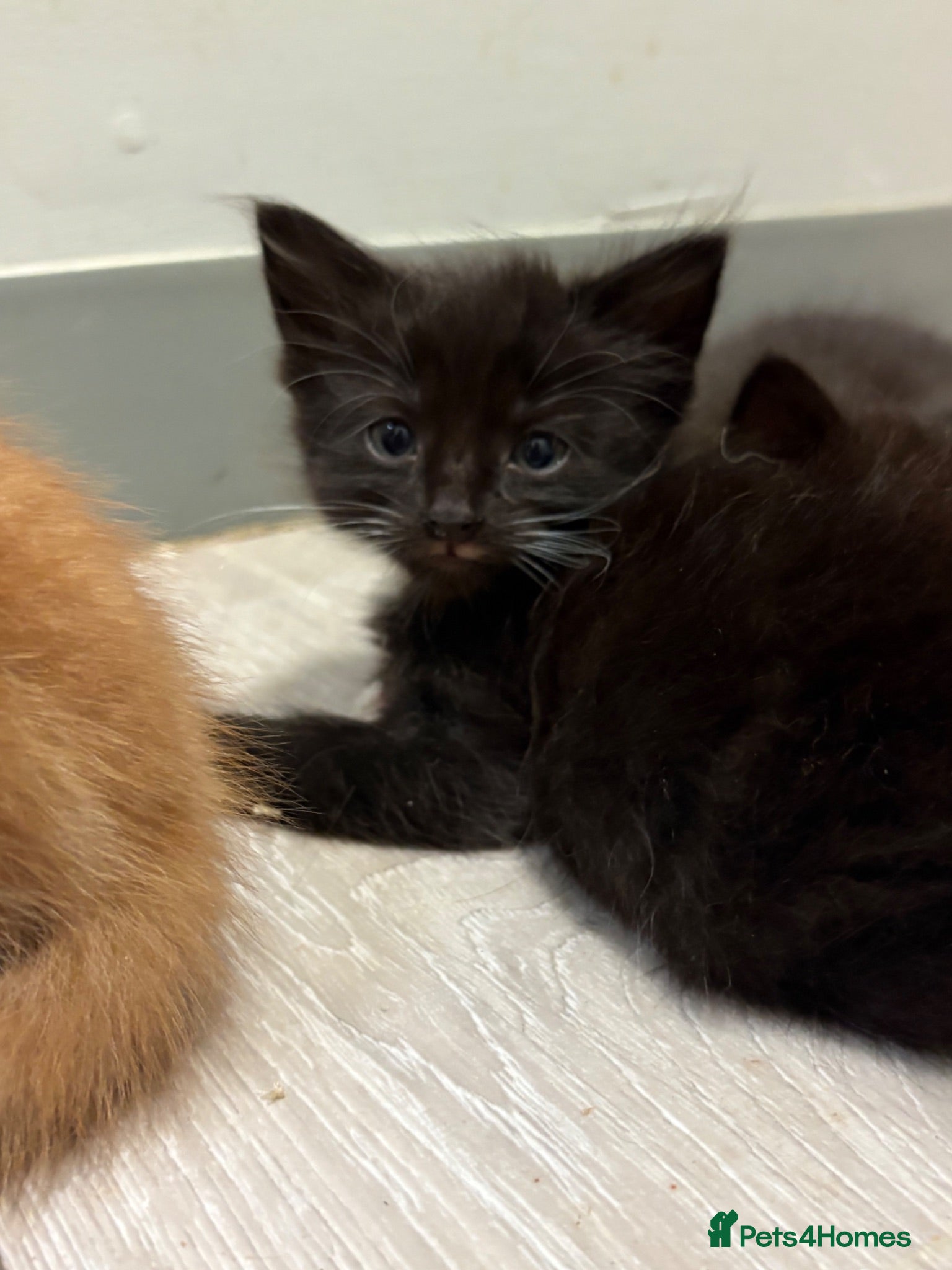 Domestic Shorthair cats Last two little kittens £80 - Advert 15