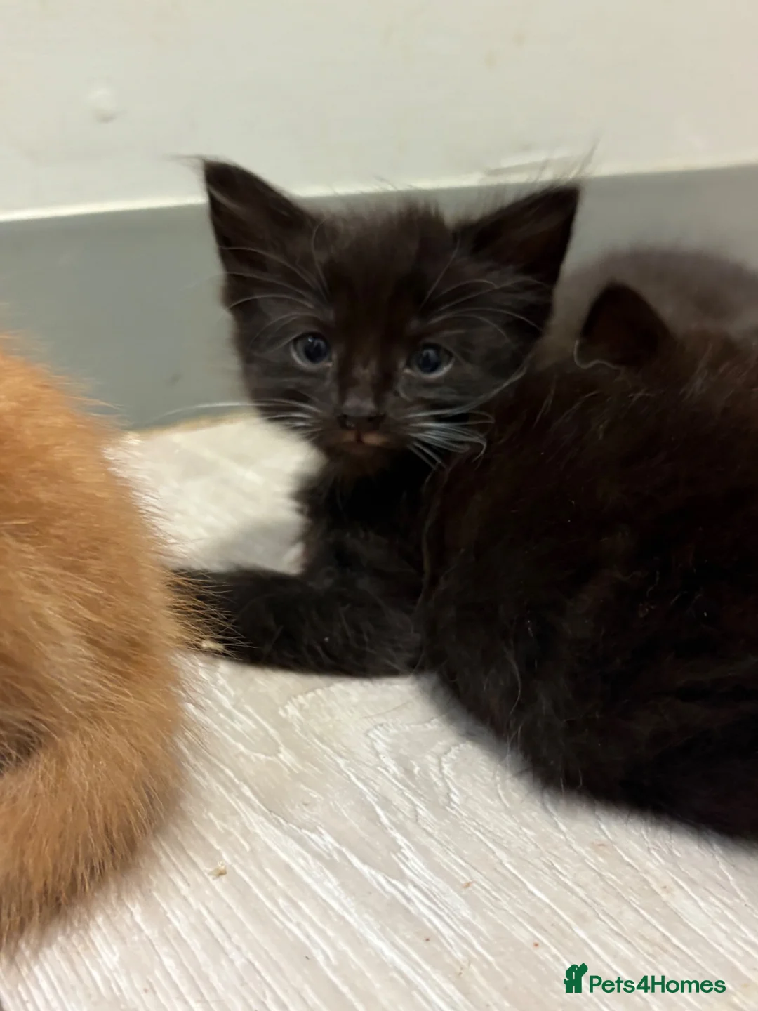 Domestic Shorthair cats for sale: Last two little kittens £80 - Advert 1
