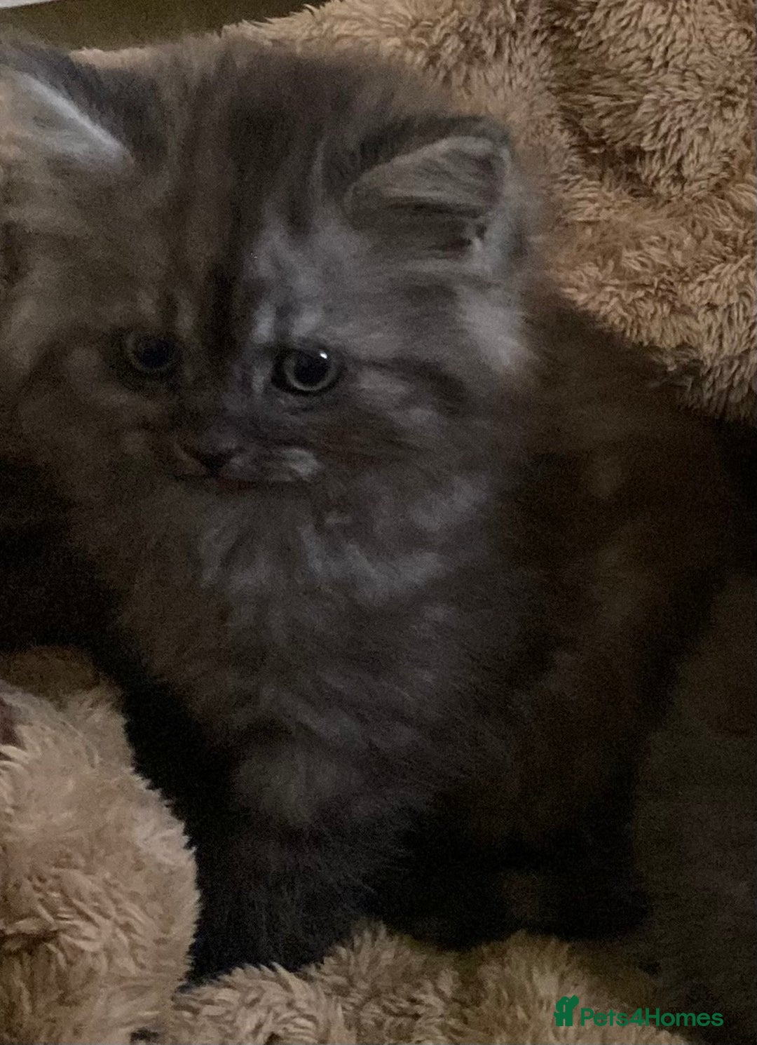 Mixed Breed cats for sale: Beautiful blue/grey kittens available  - Advert 2