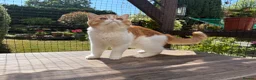 Exotic cats for sale: Gorgeous Red Tabby/White Exotic Boy - Advert 2