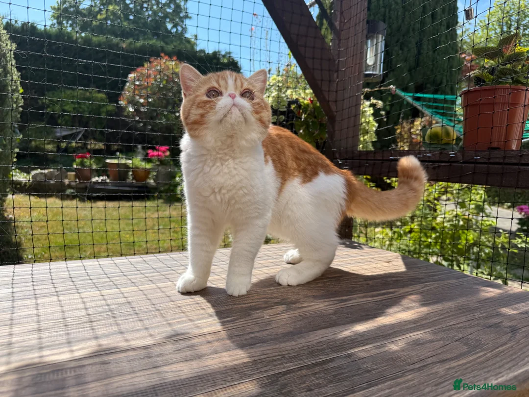 Exotic cats for sale: Gorgeous Red Tabby/White Exotic Boy - Advert 2