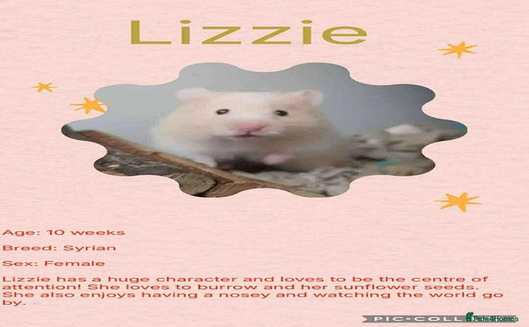 Hamster rodents - Advert 9