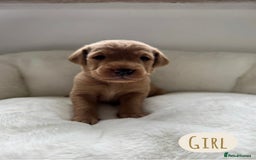 Labrador Retriever dogs for sale: Labrador Puppies For Sale  - Image 12