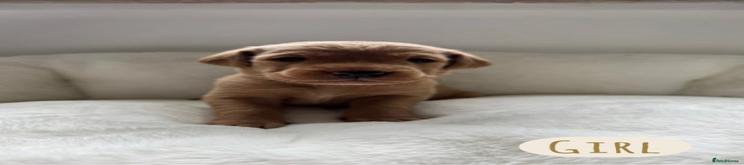 Labrador Retriever Puppy 3