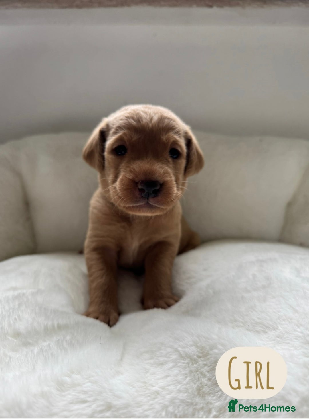 Labrador Retriever dogs for sale: Labrador Puppies For Sale  - Image 12