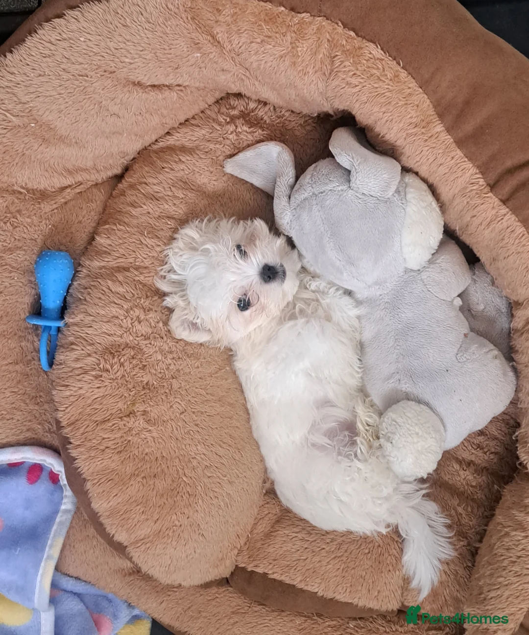 Maltese dogs for sale: 🐾 Beautiful Maltese puppy for sale 🐾 - Advert 2