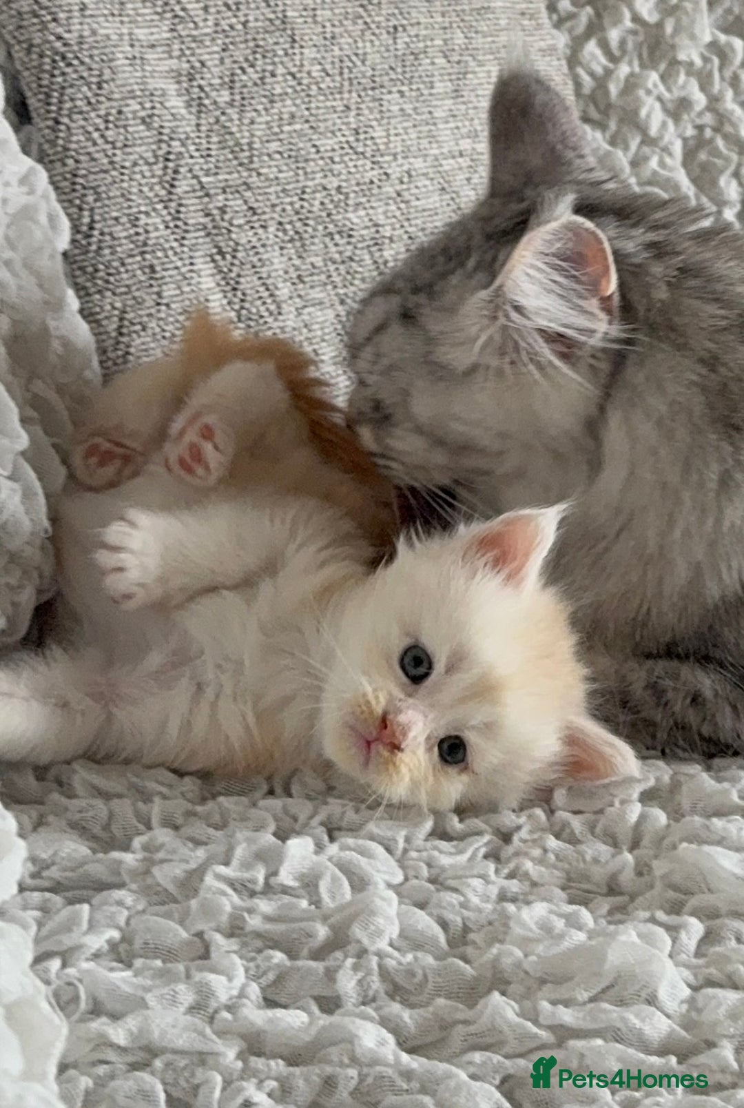 Maine Coon cats for sale: Beautiful rare colour pedigree Maine Coon kittens - Image 14