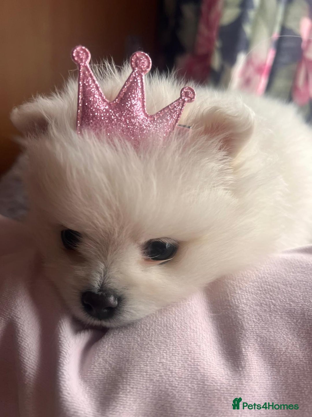 Pomeranian dogs for sale: Beautiful ** Pomeranian puppies  - Advert 12