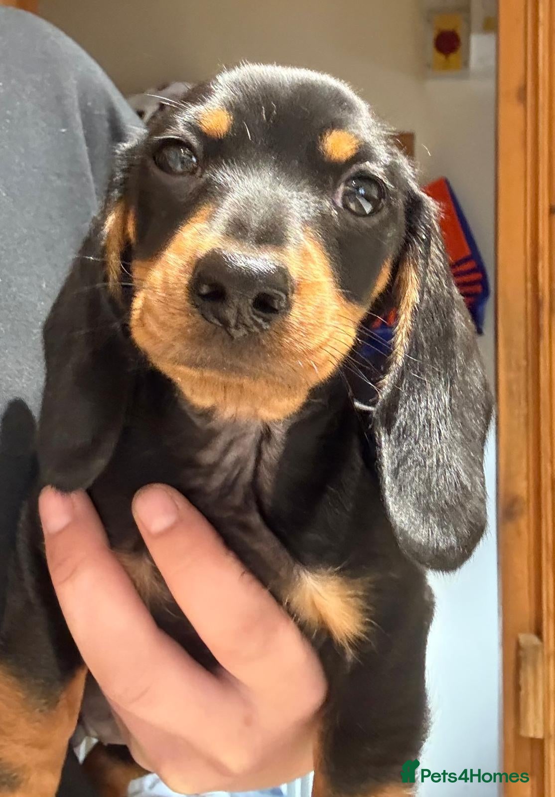 Miniature Dachshund dogs 1 male left  Ready now Miniature dachshund puppys  - Advert 14