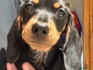 Miniature Dachshund dogs 1 male left Ready now Miniature dachshund puppys - Advert 14