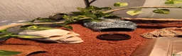 Gecko reptiles for sale: Baby Harley Quinn Crested Gecko  in South Shields - Advert 9