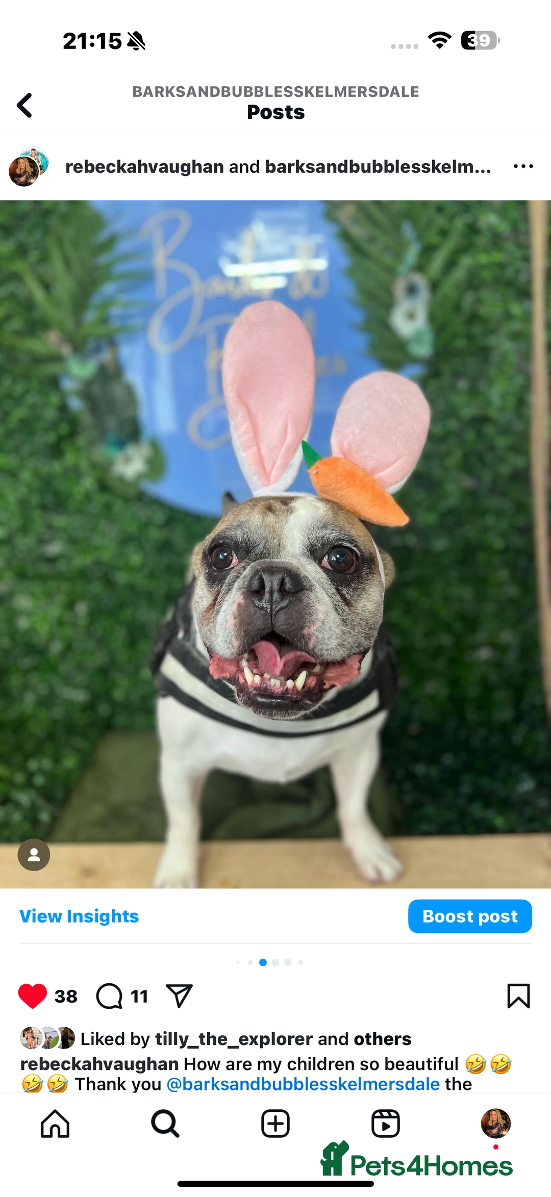 French Bulldog dogs for sale: Bonded mum &son French bulldogs must stay together - Advert 3