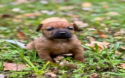 Mixed Breed dogs for sale: 🖤 BOLD Patterdale X  puppies 🖤 - Image 5