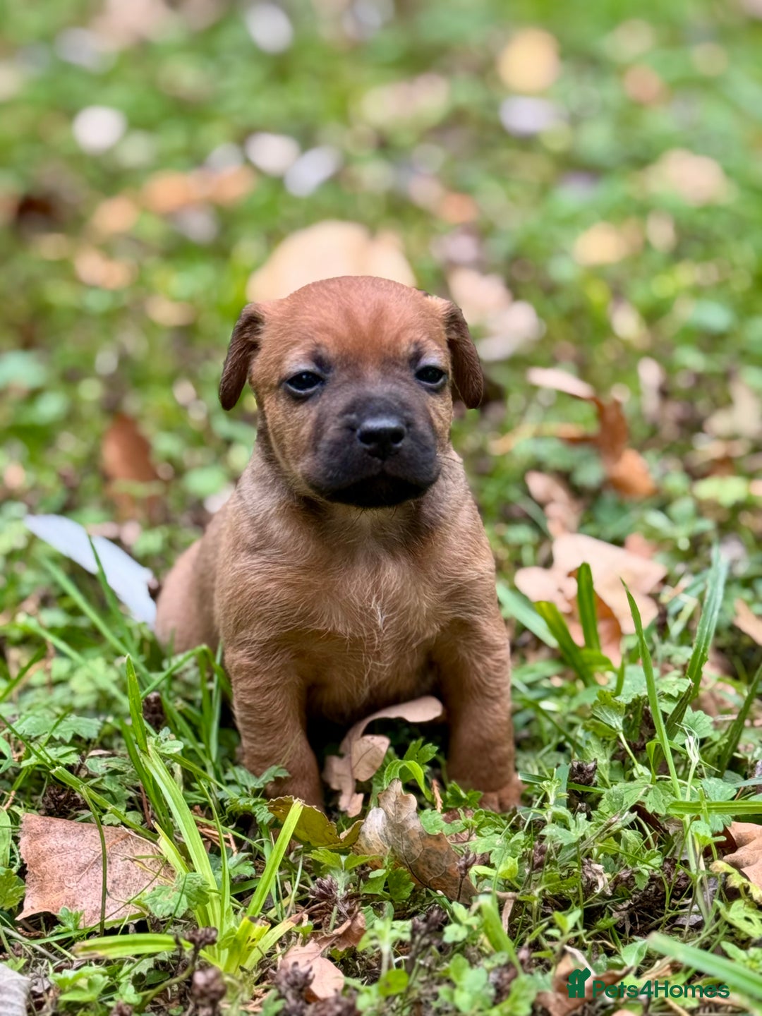 Mixed Breed dogs for sale: 🖤 BOLD Patterdale X  puppies 🖤 - Image 5