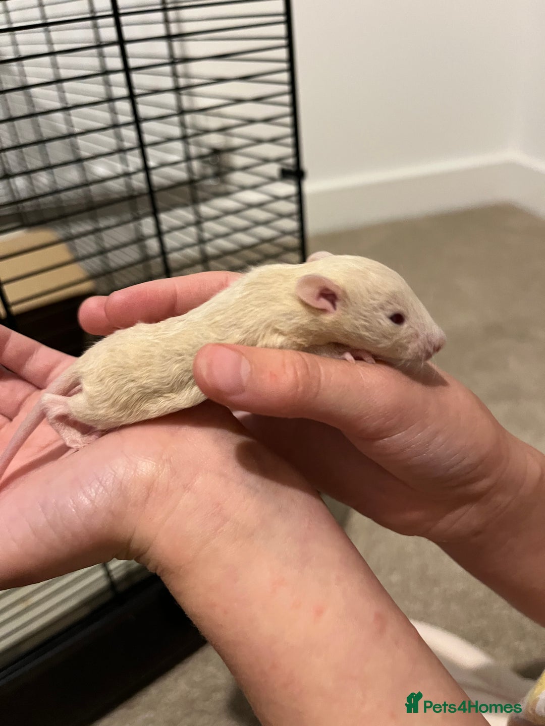 Rat rodents for sale: Baby rats  - Image 6