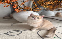 British Shorthair cats for sale: Lilac Golden British Shorthair kitten 🤍 - Advert 13