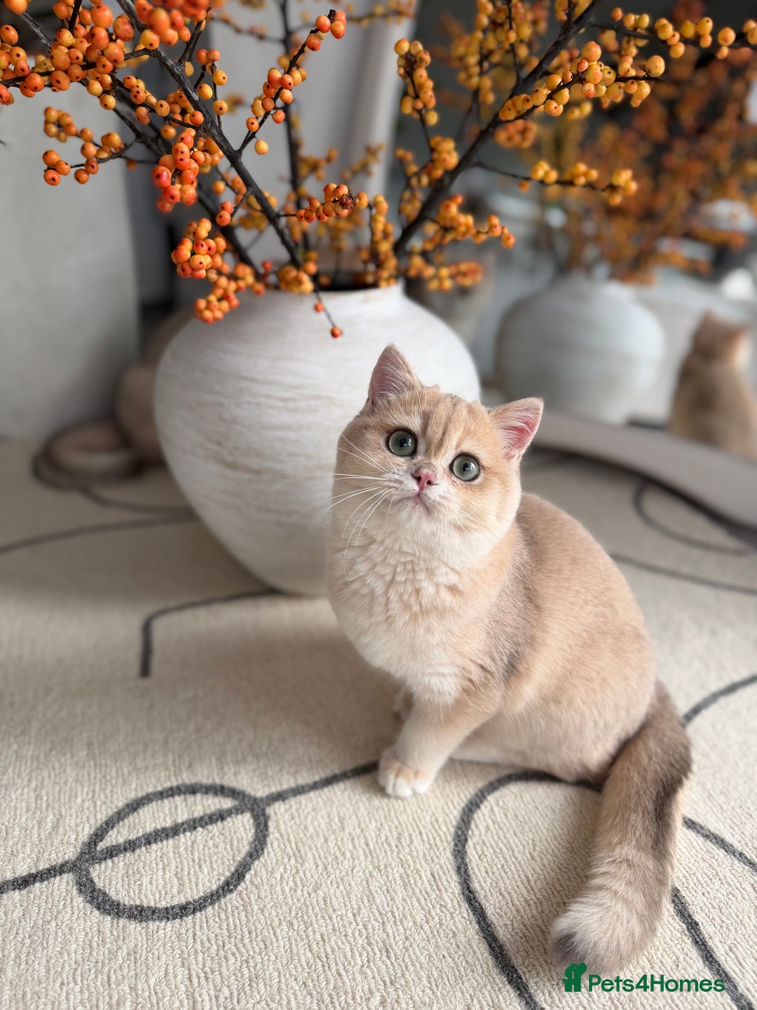 British Shorthair cats for sale: Lilac Golden British Shorthair kitten 🤍 - Advert 13