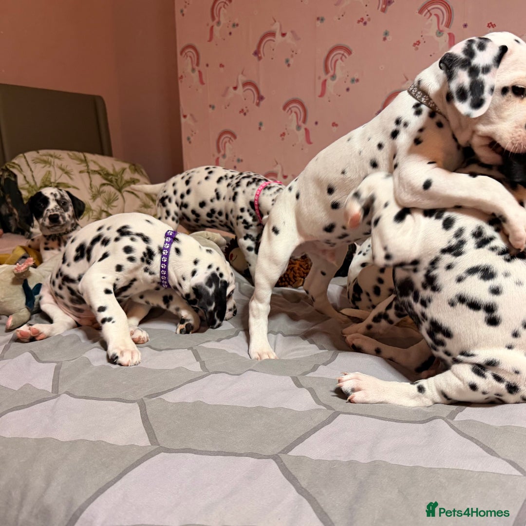 Dalmatian dogs for sale: 🐾 Beautiful Dalmatian Puppies 🐶  - Advert 22