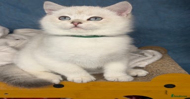 British Shorthair cats British shorthair kittens  silver/ golden TICA - Advert 7