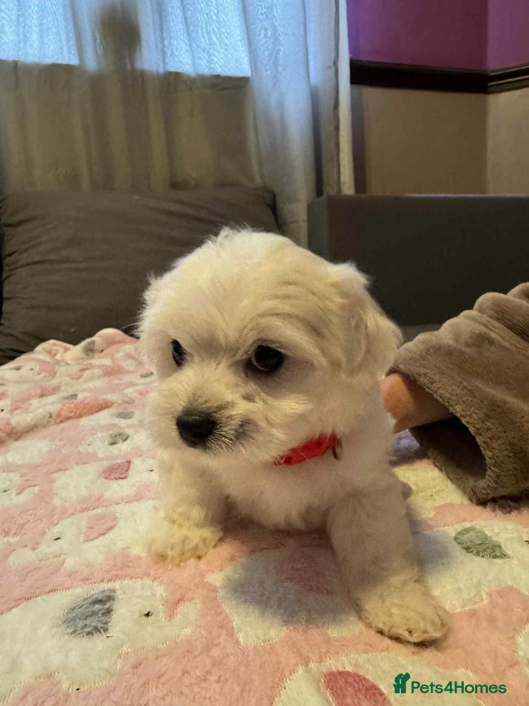 Maltese dogs for sale: Maltese puppies - Image 19