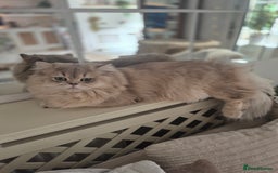British Longhair cats for stud: Stud (British Longhair  - Image 3