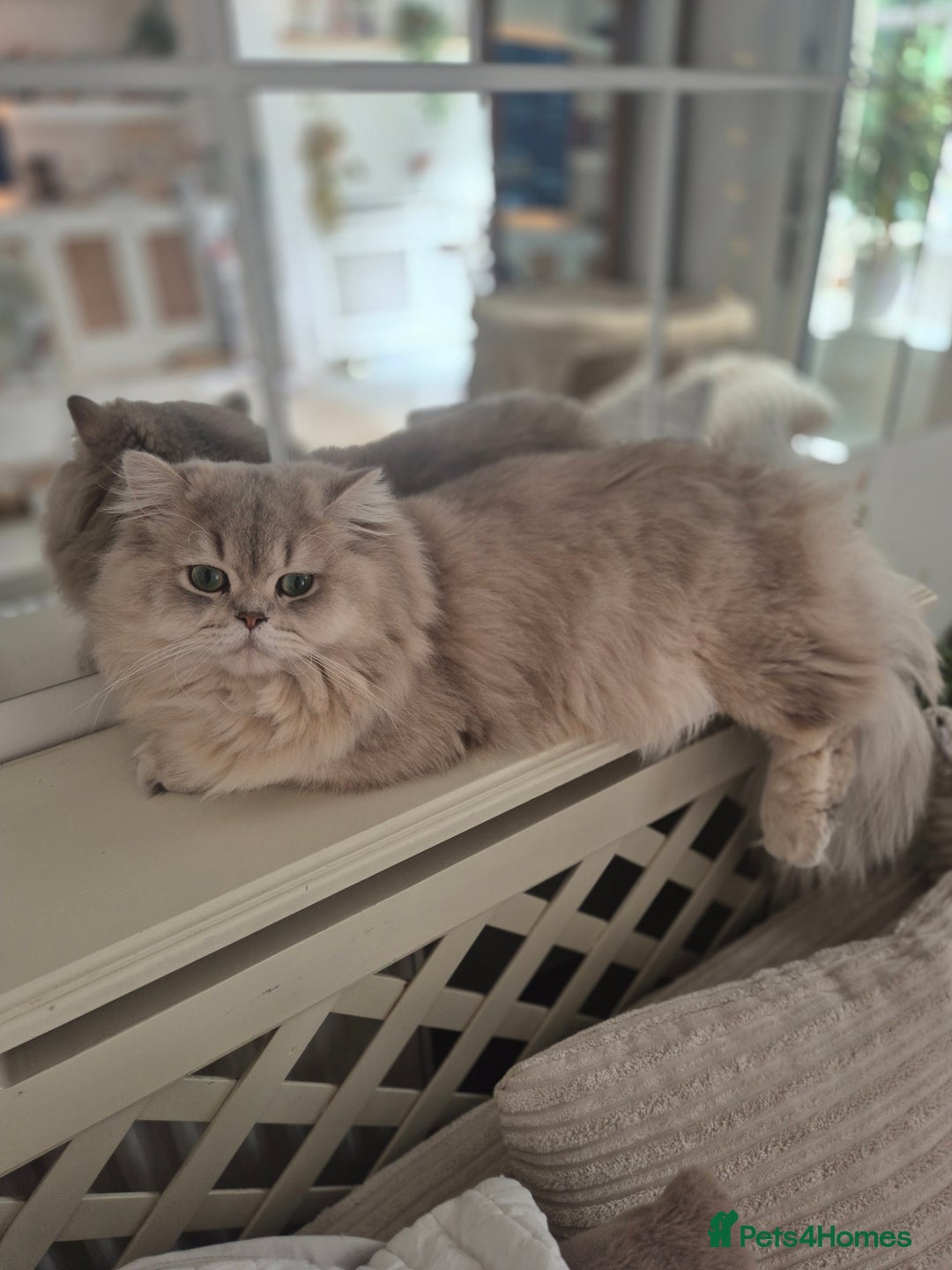 British Longhair cats for stud: Stud (British Longhair  - Image 3