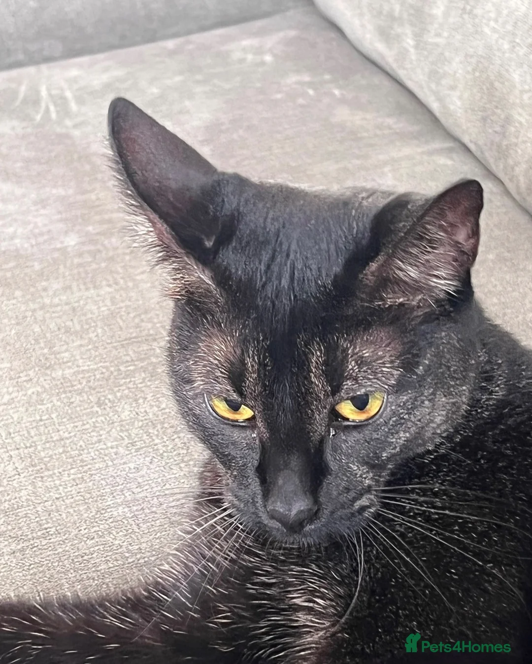 Chausie cats for sale: Black Chausie - Ellie - Advert 3