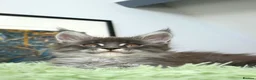 Maine Coon cats for sale: Only one stunning kitten left.  - Advert 6