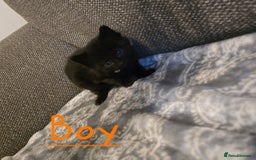 British Shorthair cats for sale: British Shorthair x Maine Coon  - Image 4