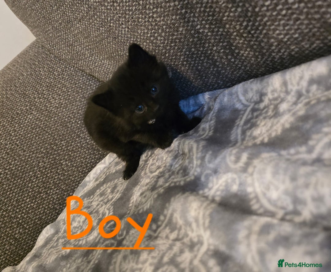 British Shorthair cats for sale: British Shorthair x Maine Coon  - Image 4