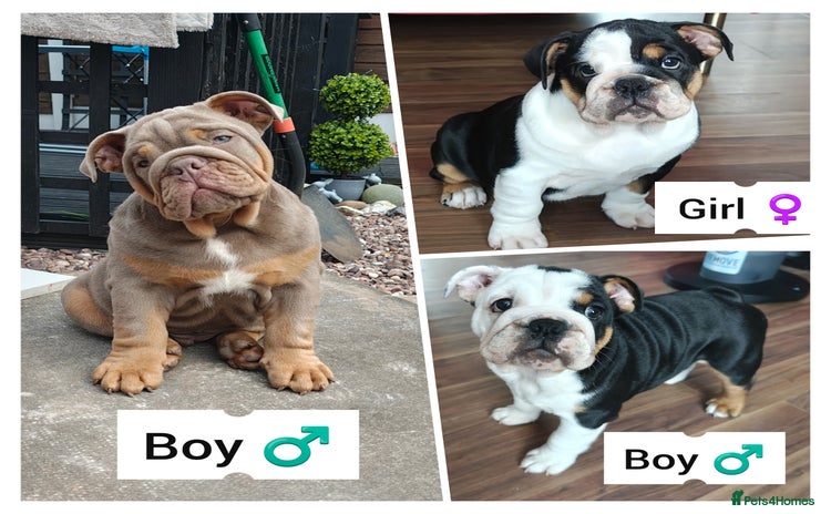 English Bulldog dogs - Advert 1