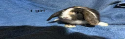 Dwarf Lop rabbits for sale: Baby Mini x dwarf lop rabbits  - Advert 1