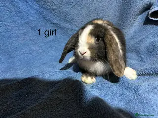 Dwarf Lop rabbits Baby Mini x dwarf lop rabbits - Advert 4