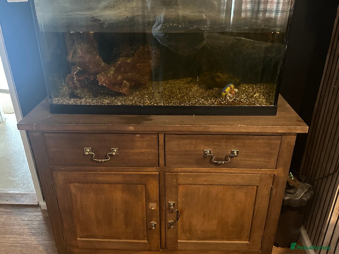 Turtle reptiles for sale: 2 musk turtles  - Image 1