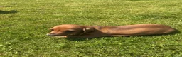 Miniature Dachshund dogs for sale: KC REG Miniature dachshunds. Council licensed in Airdrie - Advert 5