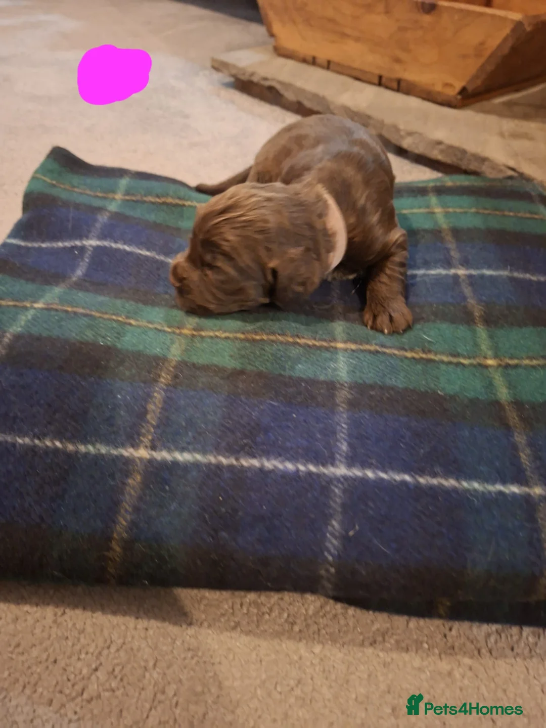 Sprocker dogs for sale: F1 Sprocker Spaniel Puppies 7 Boys & 2 Girls 🐾 - Advert 10