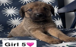 Mixed Breed dogs for sale: Bedlington whippet puppies - Image 30