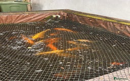 Koi Carp fish for sale: Koi Fish for  - Image 3